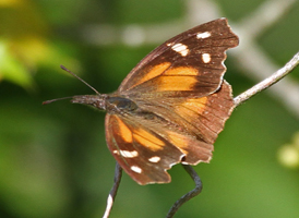 American Snout